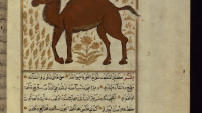 Camel illustration from the Ottoman-Turkish translation of Ajāʾib al-makhlūqāt