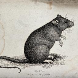 “A black rat sitting upright on the ground. Etching by W. S. Howitt”, Courtesy of Wellcome Collection