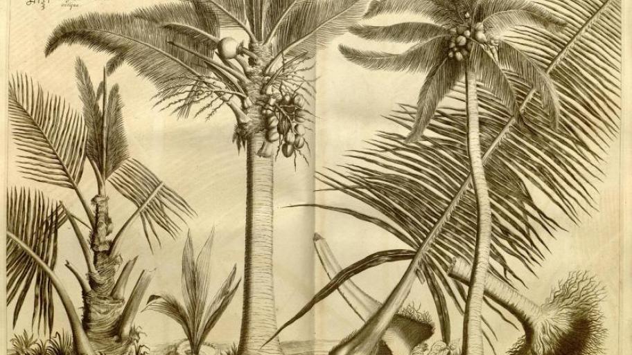 Drawing in Hortus Indicus Malabaricus depicting the Cocos nucifera L. at different stages of its growth